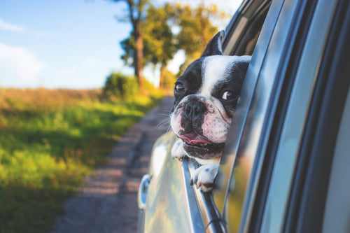Car Travel with Your Dog: 5 Safety Tips to Follow