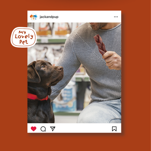 Jack&Pup Braided Collagen Sticks