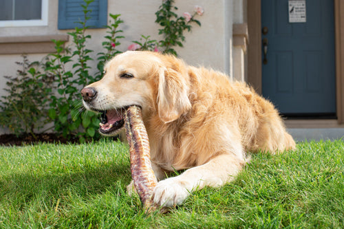 Natural Cravings USA Beef XL Trachea