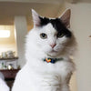 Coastal Pet Safe Cat Heartbreaker Adjustable Cat Collar with Breakaway Heart Buckle