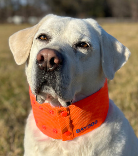 Bay Dog Arctic Bay Cooling Dog Collar