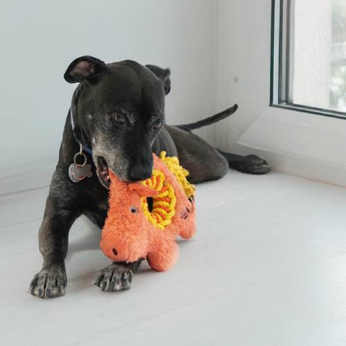 KONG Ringaroos Pig Dog Toy