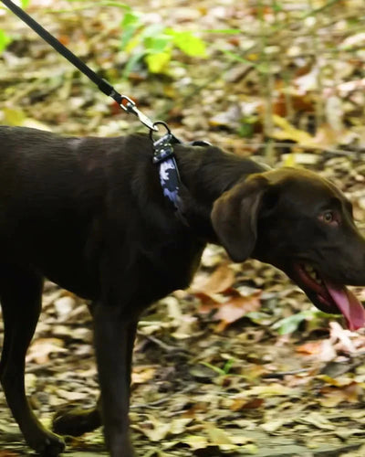 Alcott Tactical Rope Leash Black